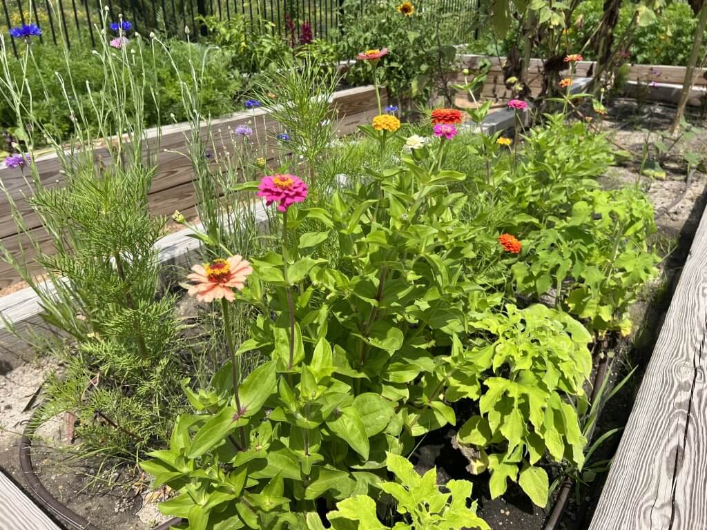  Garden